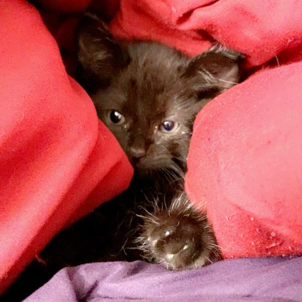 Meet your Posher, Tbonethetiger